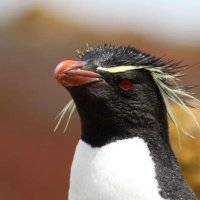 Andrea Barlow 🇫🇰🇬🇧🇨🇱 (@andzb) 's Twitter Profile Photo Andrea Barlow 🇫🇰🇬🇧🇨🇱 (@andzb) 's Twitter Profile Photo