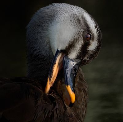 何者でもないただの人。趣味は写真撮影📷️カメラはNikonのZ9を愛用。Nikonはイイゾォ(ごますりピーマン☆)特定の場面を除き、同調圧力をかけてくる人間を心から軽蔑します。カンセンタイサク徹底しろ？はい、うんこ召し上がれ💩
キスもセックスもやりまくってるくせに寝言は寝て言え。真実の答えは全て、自然の中にある。