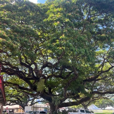 Environmental Science undergraduate of the University of the West Indies focusing on Conservation and Sustainable use of Biodiversity.