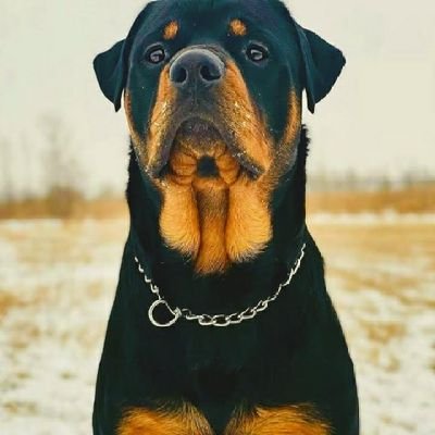 Swift_recovery0's profile picture. I'm an account recovery specialist, I recover all kinds of hacked, locked, suspended & deleted accounts. I work directly from the database & with prove.