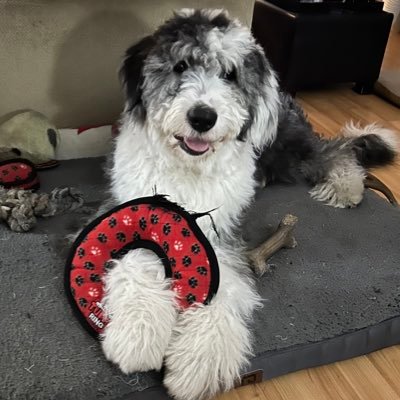 Born January 1st, 2023…I’m an Old English Sheepdog puppy that’s part gentleman, part Sully monster, and lots of floof to love!