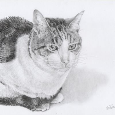 猫の鉛筆画を描いたり、愛猫おもちちゃんの写真を載せたり。 
描いた絵まとめ ⇒ #巴作品集
 メルカリに出品していますので、是非↓のアドレスからご覧ください。