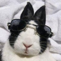 mango (@mangoster) 's Twitter Profile