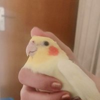 Devon (@devons_rat) 's Twitter Profile