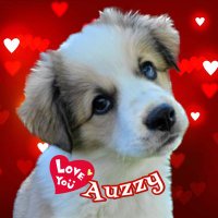 Auzzy & Never forget Henry & Ice(@HenryandIce) 's Twitter Profile Photo