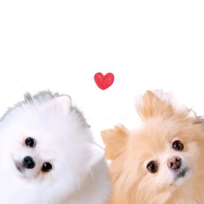 あぐ(7)うに(2)🐾🐾 (@chirimenchaco) / X