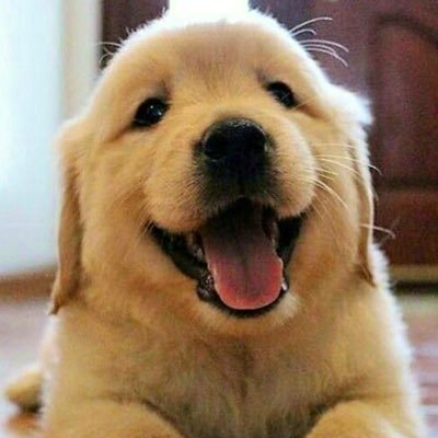 Dinosaur411025's profile picture. 