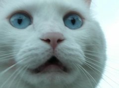 猫と私とウォーハンマー
只今のスローガン:心滅獣身
インスタに他のミニチュア上げてますhttps://t.co/TC5eqNnpfY