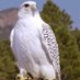 White Falcon (@WhiteFalconLUFC) Twitter profile photo