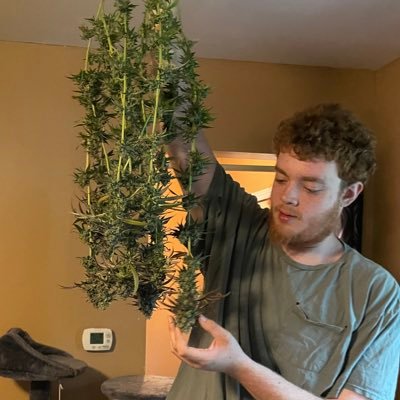| 22 | Cannabis Grower | Using Socials to Document Grows | Perpetual Grow Started Late August