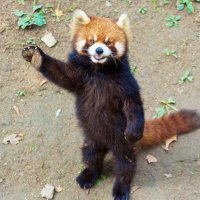 スースー (@suu_suu726) 's Twitter Profile Photo