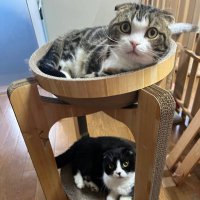ウノピュー (@xt3esbi0noizbqq) 's Twitter Profile