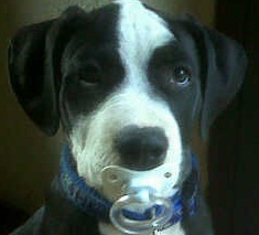 DrivingForce_ZA's profile picture. Computer geek, project planner, scholar of thought, husband, father and Christian.