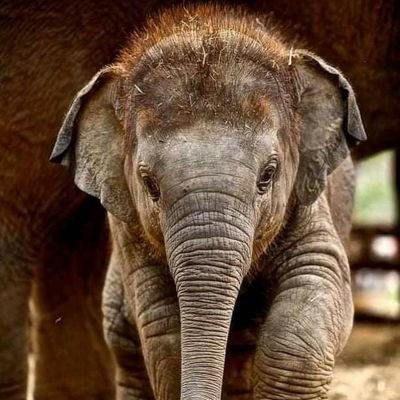 radiomunk's profile picture. 