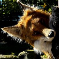 Renard the Fox(@AnthyRevon) 's Twitter Profile Photo