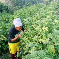 Amampondo Cannabis Queen 💚💛❤👑☘🇿🇦(@NzuzieN) 's Twitter Profile Photo