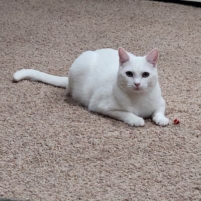 seivaderaj's profile picture. Utah