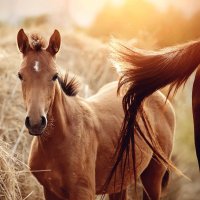 Pony (@pony88591750) 's Twitter Profile