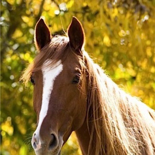 horsenewsaus's profile picture. Bringing you live updates on horse competions, horses and breeds daily.