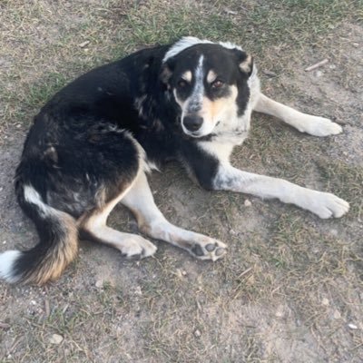 TLastiwka's profile picture. Bull riding cowboy from airdrie
