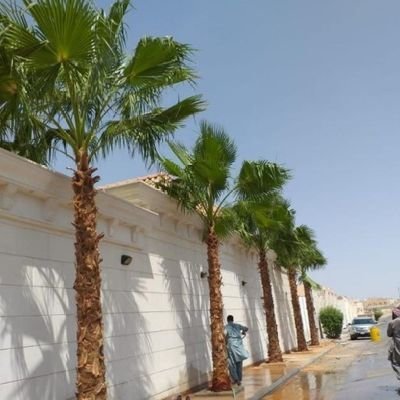 باشراف المهندس ابوعبدالعزيزلتركيب الشبوك ونخيل وتراث بسعرمناسب في جميع مناطق المملكه لتواصل0538357330