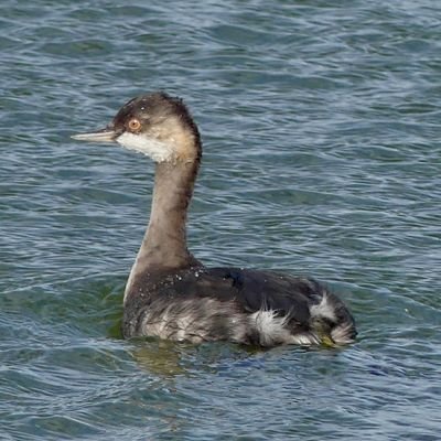 Bird sightings and news in the county of Leicestershire and Rutland.