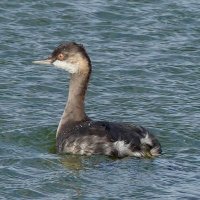 Birds of Leicestershire & Rutland (@landrbirds) 's Twitter Profile