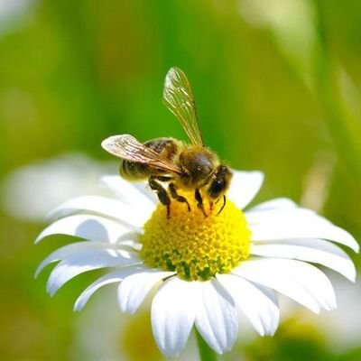 beekeeper 🐝 influencer world 🌎 wide#🇹🇿
