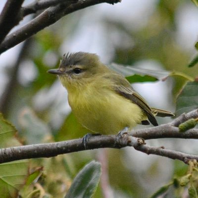 Birder on Barra works Cobhair Bharraigh. Ex NACWO Uni of Bham. Tottenham, Bromsgrove Sporting. Warwickshire cricket. Tha mi ag ionnsachadh Gàidhlig. Counsellor.