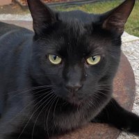 Lady MAGA (@mycats_meow) 's Twitter Profile