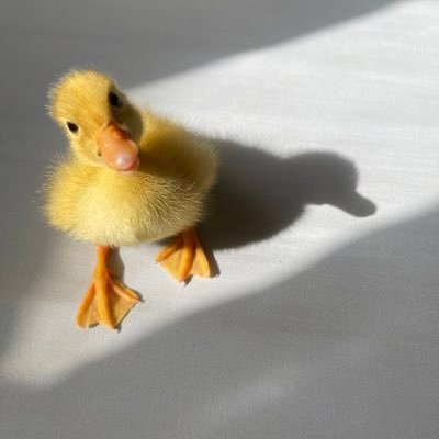 gwaheer1234123's profile picture. welcome to my world⚜️