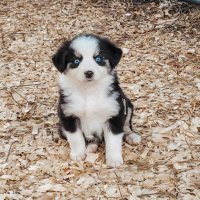 Vecary (@vecaryy) 's Twitter Profile