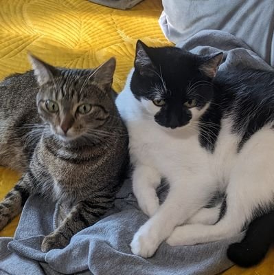 CumomileTea9's profile picture. Patodeweloperka .net. 0 IQ. Mom to Kitka & Gacek