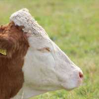 Scomo’s Cow(@Scomo_Cow) 's Twitter Profile Photo