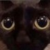 Another non-binary cat 🔞 (@tuxedotoxado) Twitter profile photo Another non-binary cat 🔞 (@tuxedotoxado) Twitter profile photo