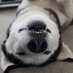Blue the Non-League Football Husky (@nonleaguehusky) Twitter profile photo Blue the Non-League Football Husky (@nonleaguehusky) Twitter profile photo