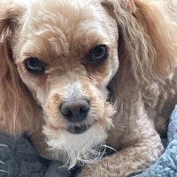 Don Brown (@panther2331) 's Twitter Profile