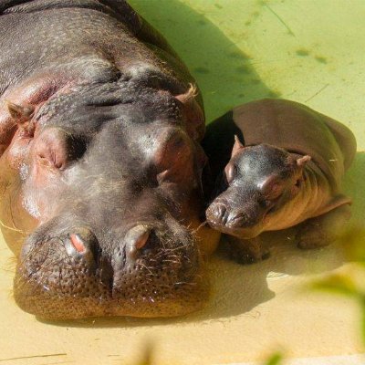 心配ないからね👔

旭子と凪子🦛
ほぼラジオ生活📻
好きなDJさんのラジオを聴いています
本が好き
いつも傍らに本があります
今は「猫を処方いたします。」です
皆さんよろしゅうお願いします🦛