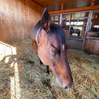 umetaross's profile picture. 笑顔と同情と謙遜と自己犠牲