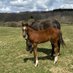 お馬さんと広富牧場 (@racinghorsefarm) Twitter profile photo お馬さんと広富牧場 (@racinghorsefarm) Twitter profile photo