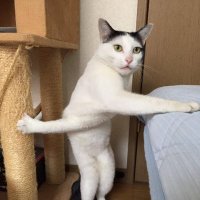 Cats Hero(@CatzsuperHero) 's Twitter Profile Photo
