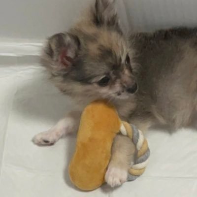 🐶ポメ×チワワ (♂) 🎂2023.06.17 🙎‍♂️飼い主(23) サスケの成長記録を載せていきます 犬好きさん犬飼いさん是非フォローお願いします‼️