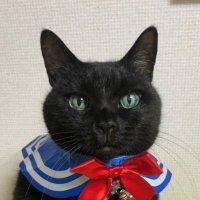 猫野凛🐈‍⬛🐾(@Eqnxscz5qGwaNWx) 's Twitter Profile Photo