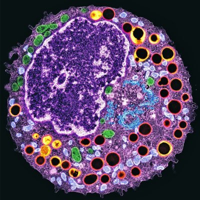 Immunologist into cell death & NK cells @MPIbp #MembraneDynamics #Optogenetics š²š½