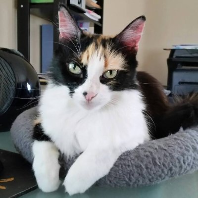 Turkish Angora calico lady cat who loves her momma & daddy very much! Wears clothes, harnesses. & etc. She also misses her OTRB sisfur LociLu & brofur Lucky.