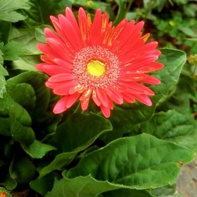 success466's profile picture. Nation First