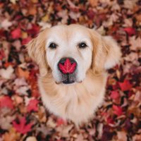 Golden Retriever(@retriever_fan) 's Twitter Profile Photo