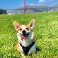 corgi_lovers_99(@corgi_lovers_99) 's Twitter Profile Photo