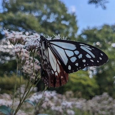 artemis3361's profile picture. とある一般人のサブ垢  
NFTゲーム等の情報収集用アカウント
なんだかんだと聞かれたら、答えてあげるがSNPITer。
世界の破壊を防ぐため。世界の平和を守るため。NFTのカメラでスナップを貫く、ラブリーチャーミーなAクラス。
 Sleepagotchi/LOOTADOG/Sweatcoin/SNPIT