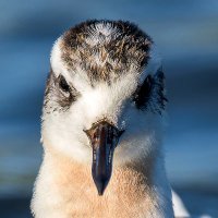 MidsWildlife(@midswildlife) 's Twitter Profile Photo